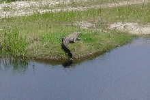First gator of spring