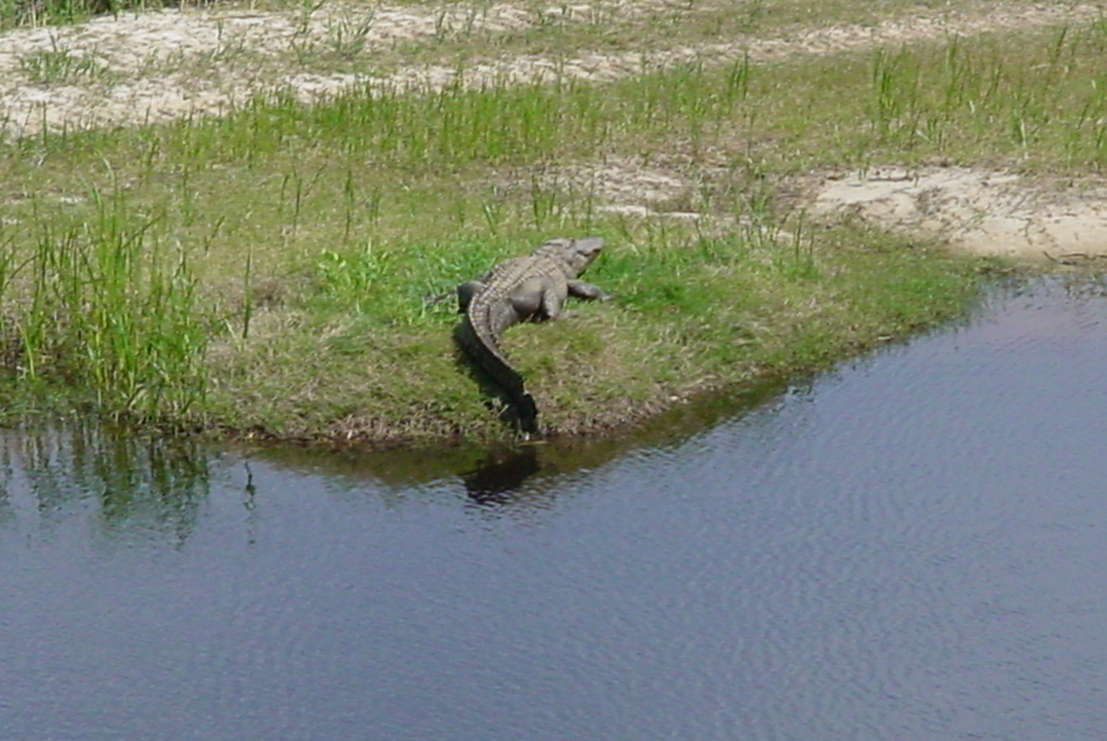 First gator of spring