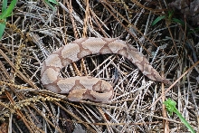 2002 copperhead