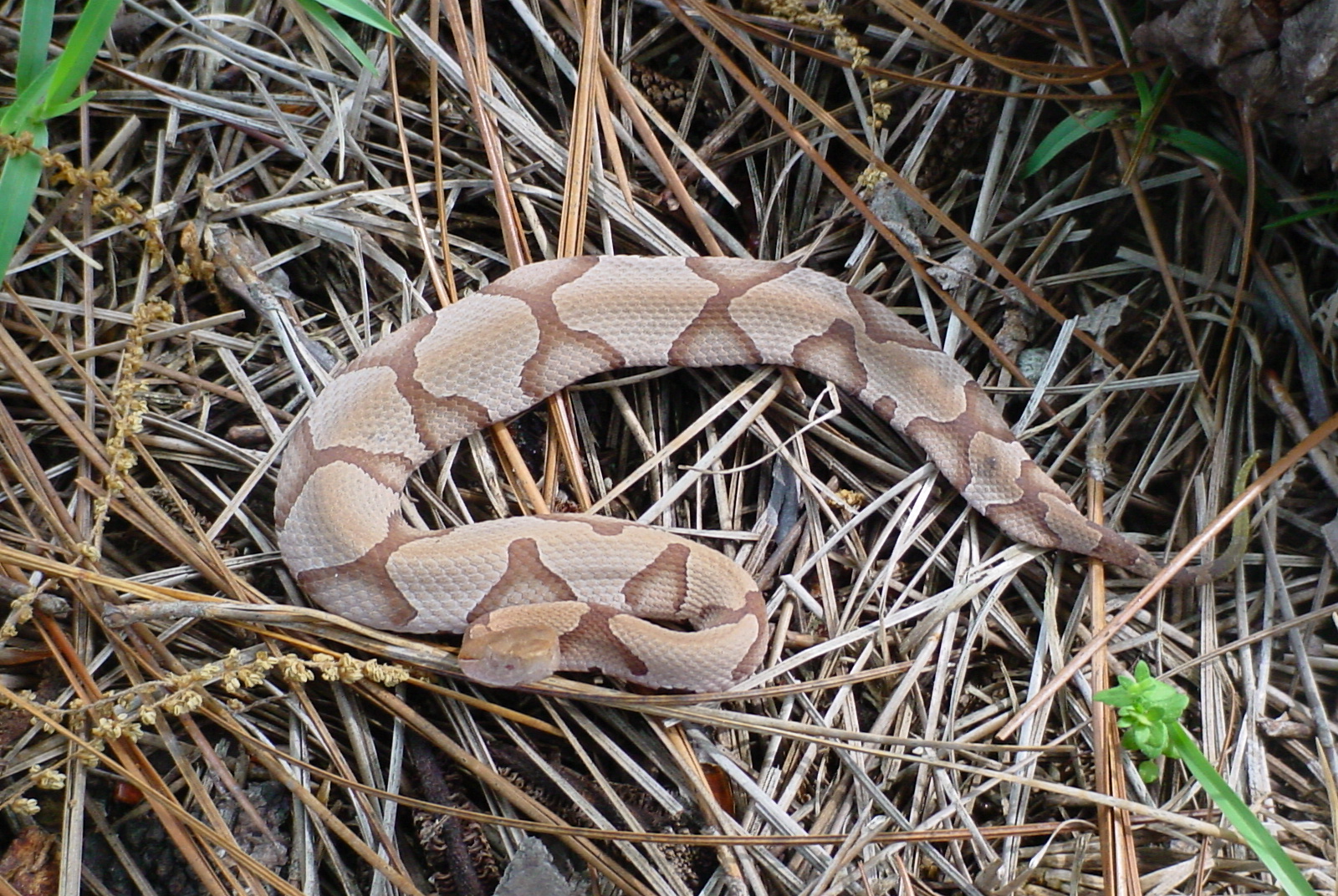 2002 copperhead