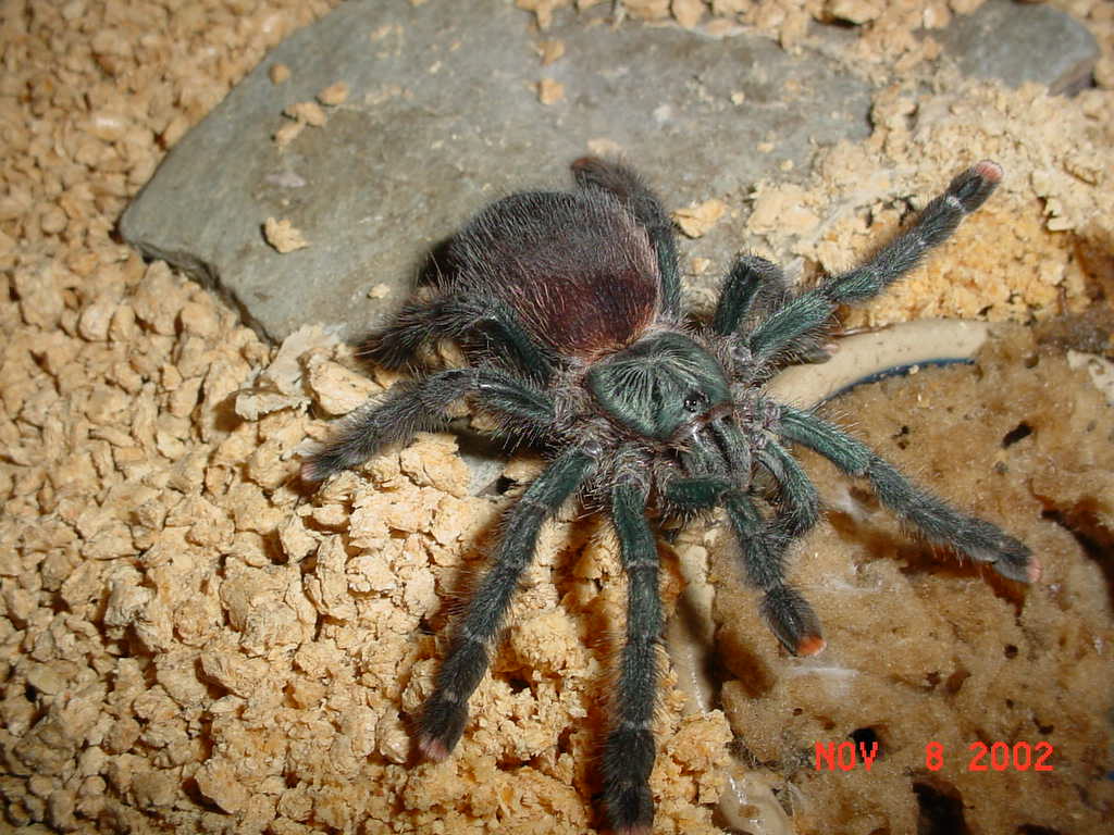 Pink toe