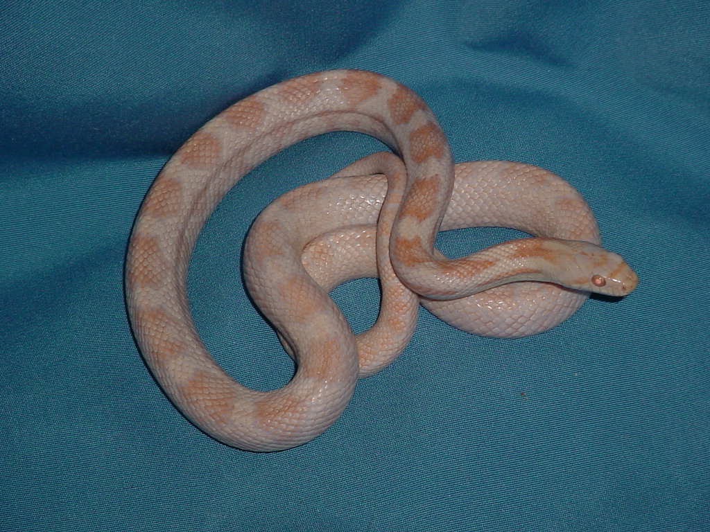 Albino black rat poss het whitesided