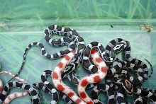 group of cornsnake hatchlings