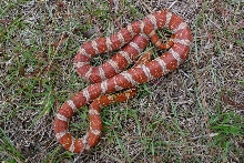 Banded Crimson
