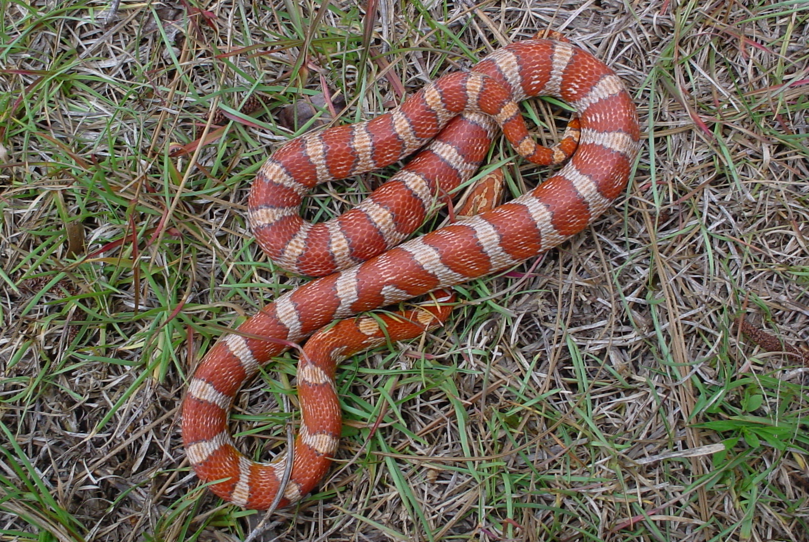 Banded Crimson