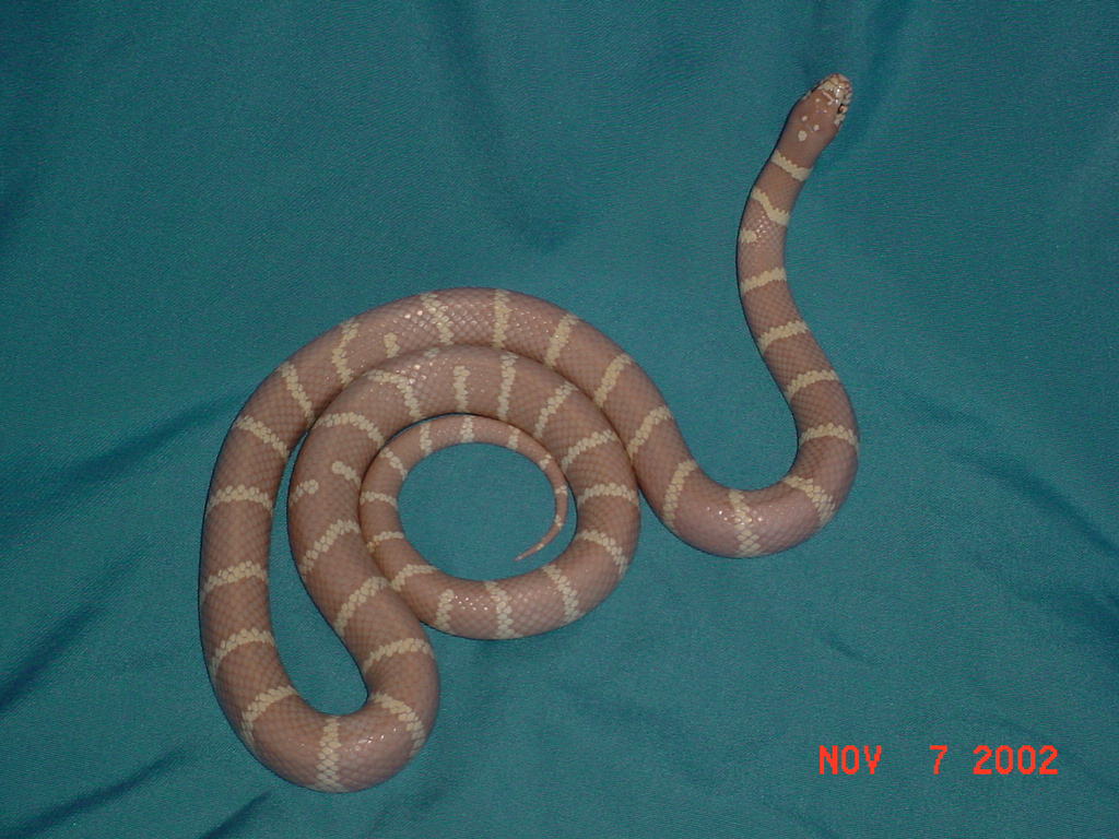 Lavender cal king