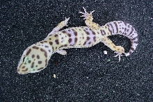 Male leopard