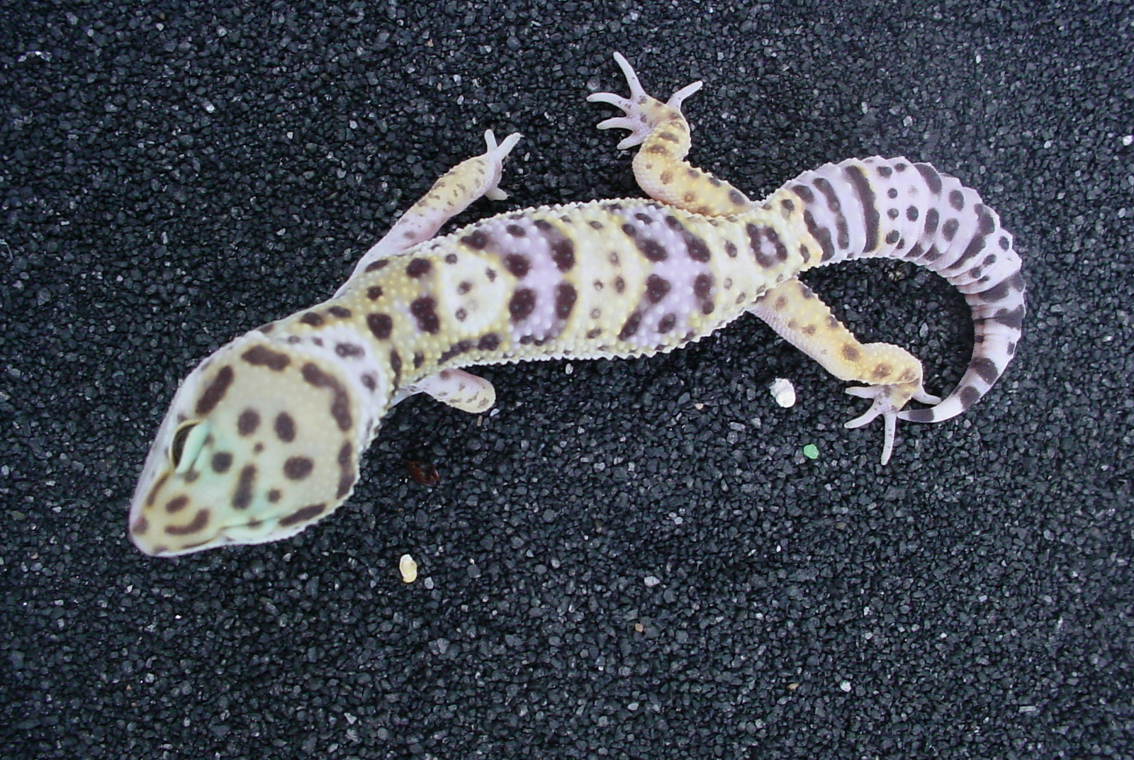Male leopard