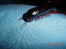giant millipede