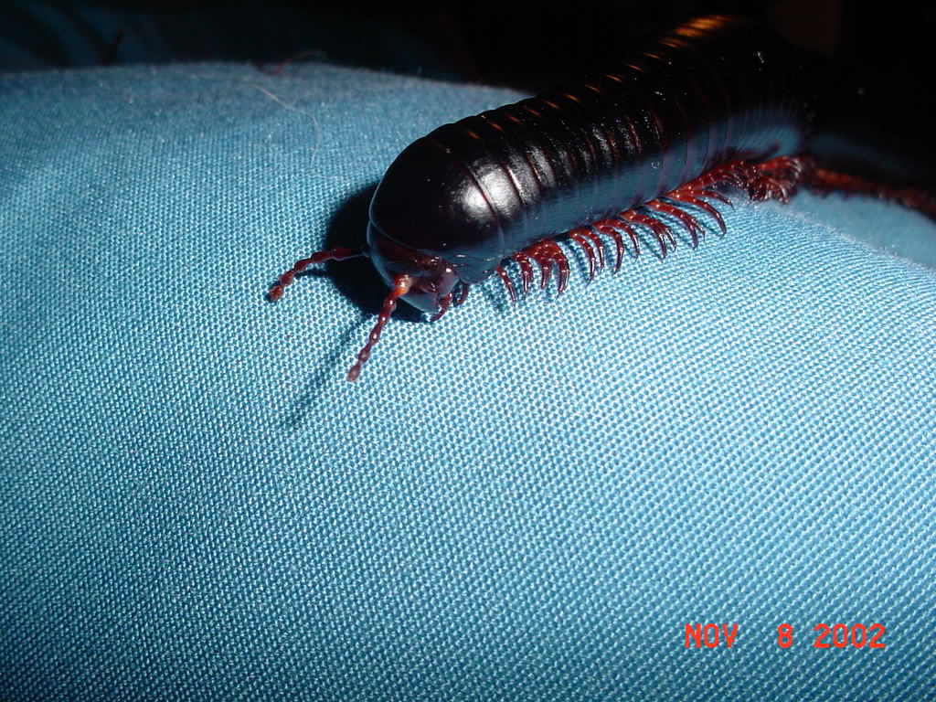 giant millipede