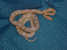 Pink and green snow corn