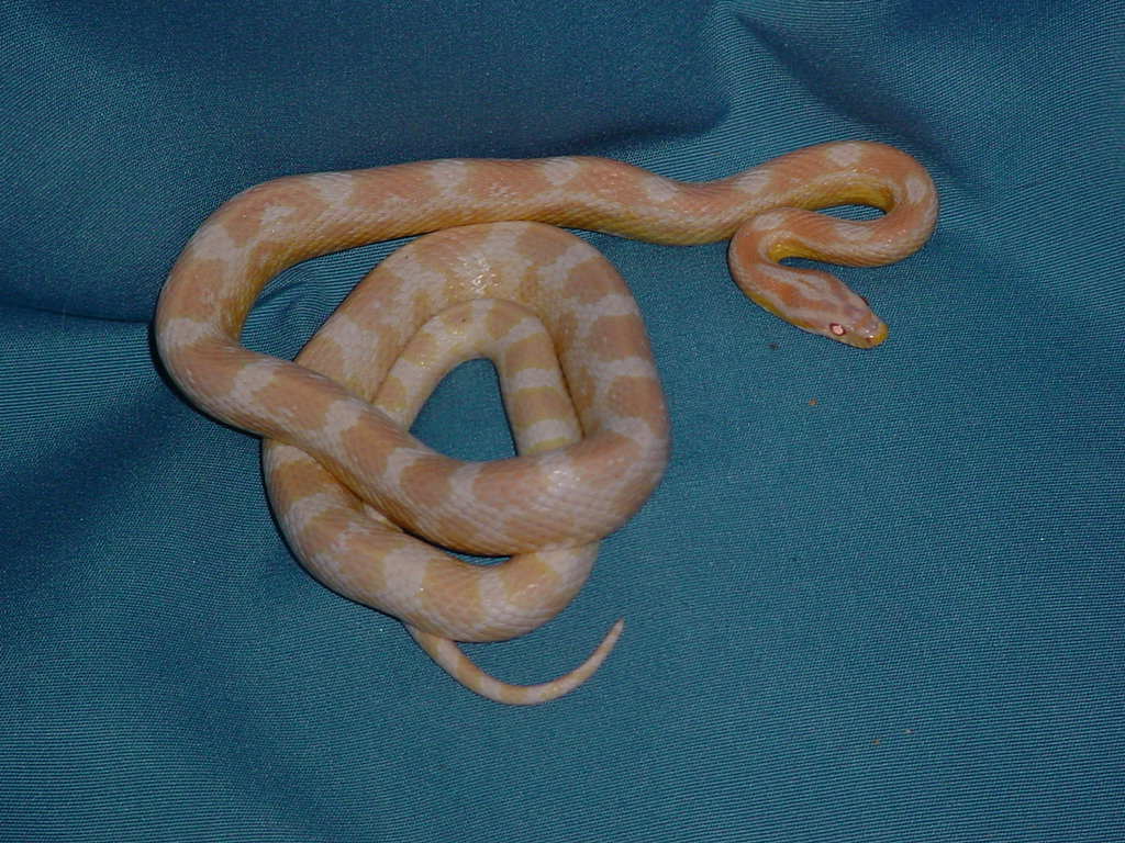 Pink and green snow corn