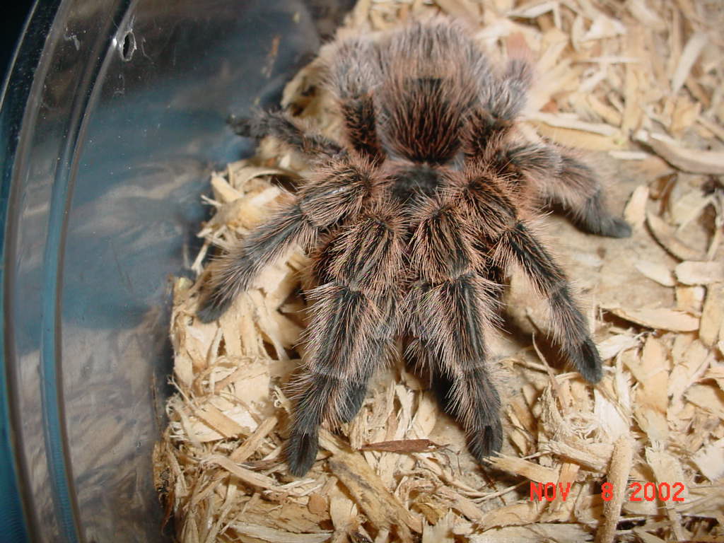 rose hair tarantula