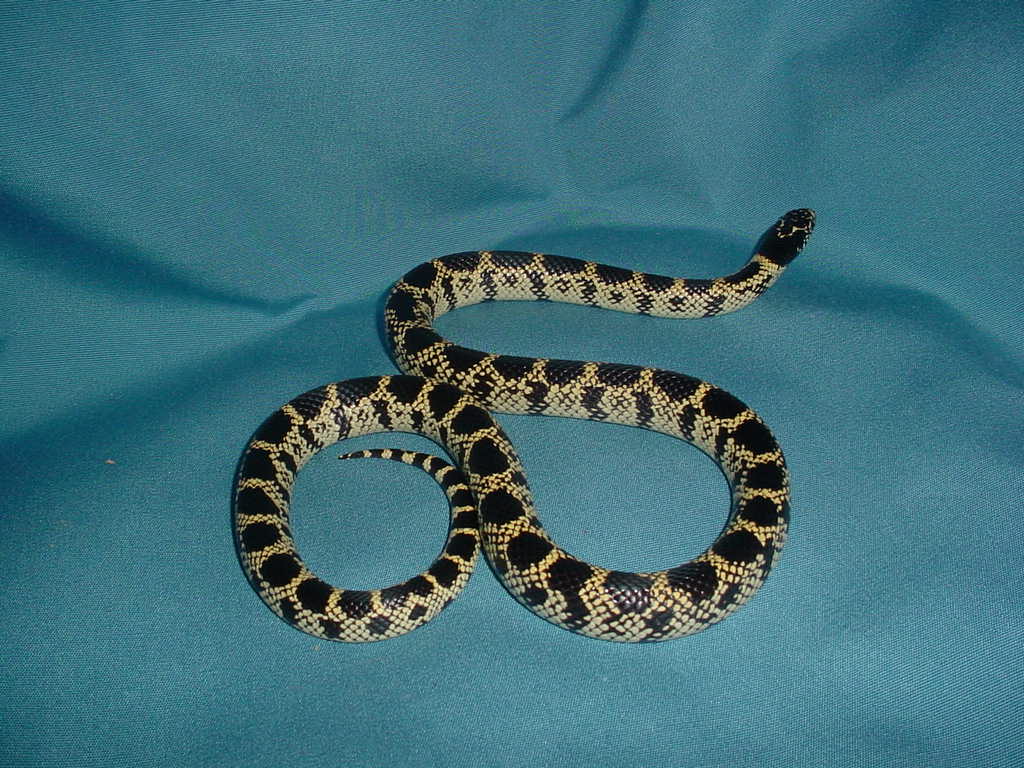 desert king 2