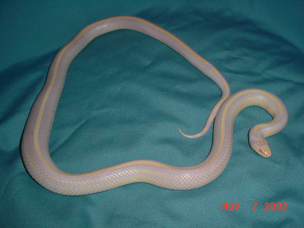 Striped albino cal king