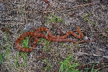 Cornsnake