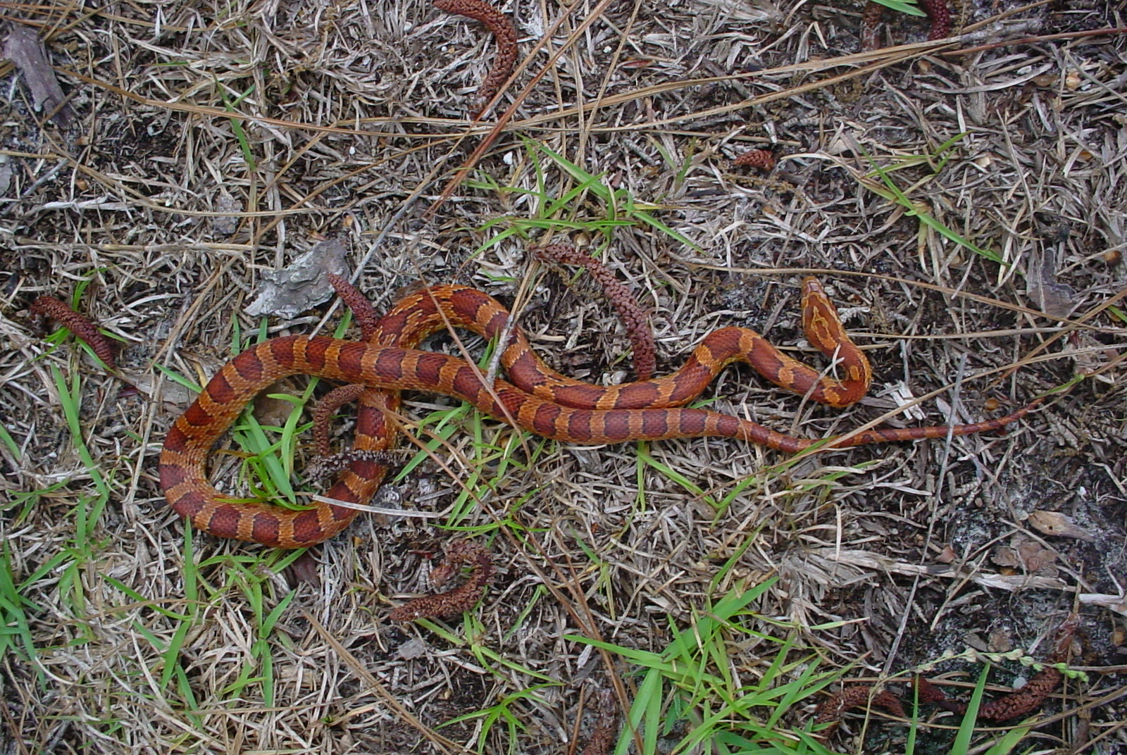 Cornsnake
