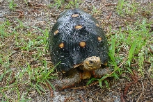 RED FOOT TORTOISE