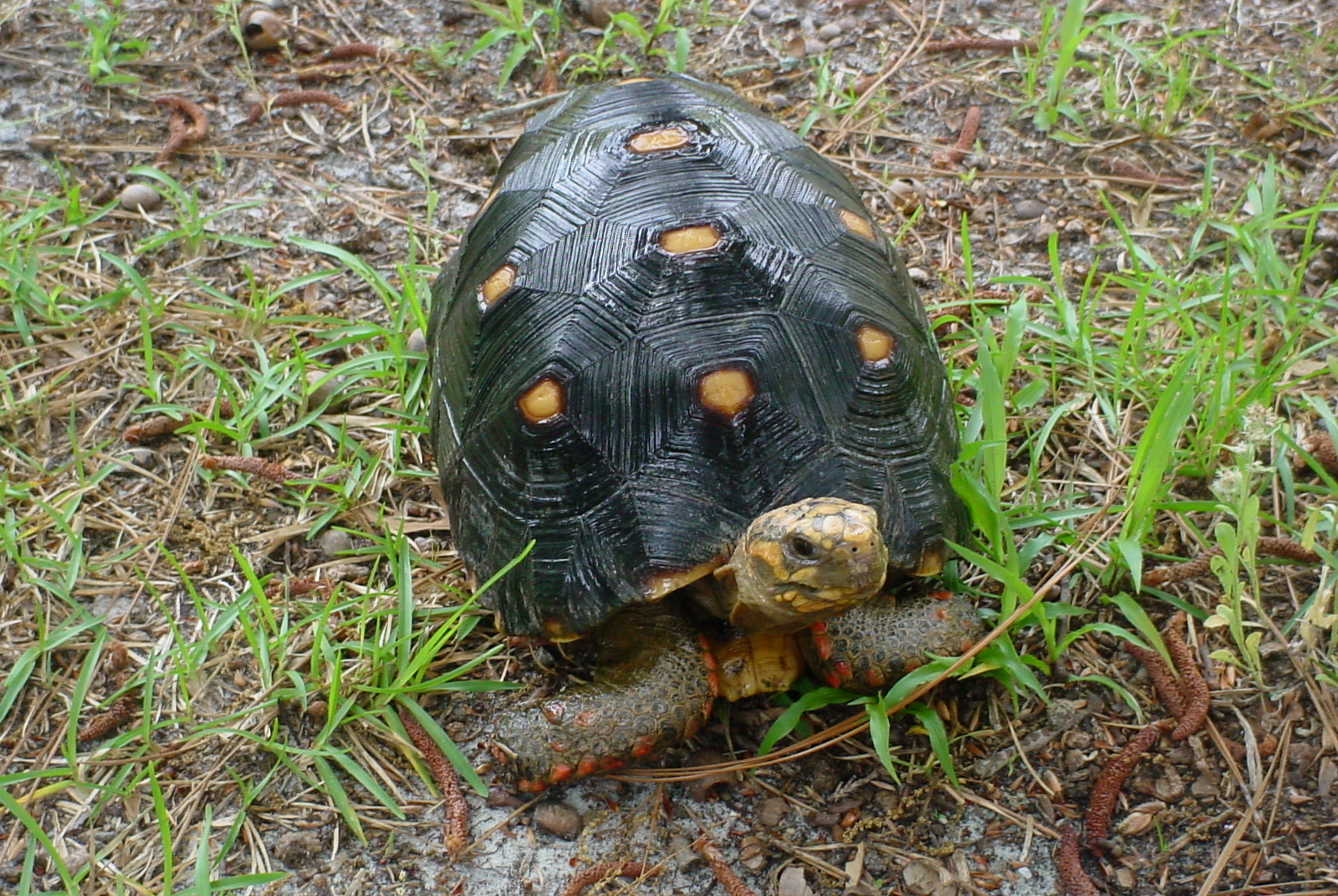 RED FOOT TORTOISE
