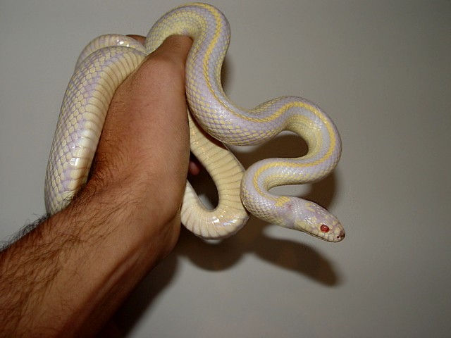 Albino Striped King Snake