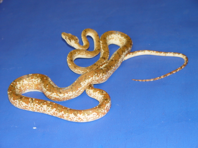 Corallus Hortulanus