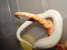 King x Corn close up!