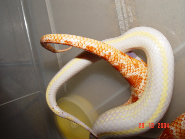 King x Corn close up!