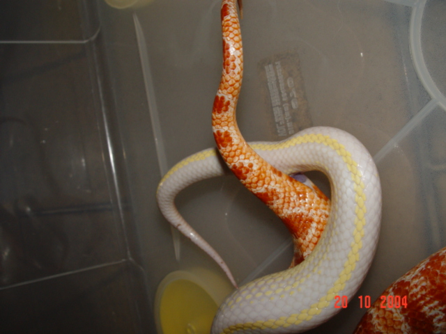 King x Corn close up 2