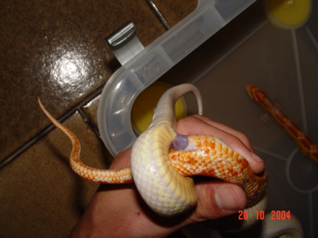 King x Corn close up3