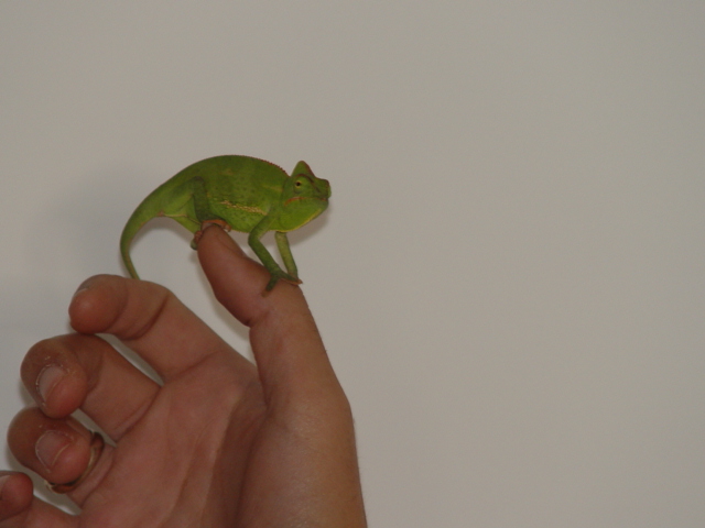 Female Calyptratus