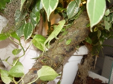 Female Calyptratus