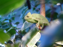 Calyptratus