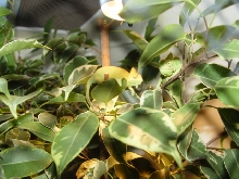 Male and Female babies