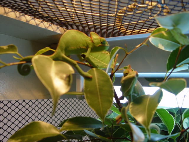 Male and Female Calyptratus