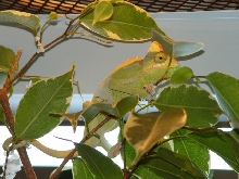 Male Calyptratus
