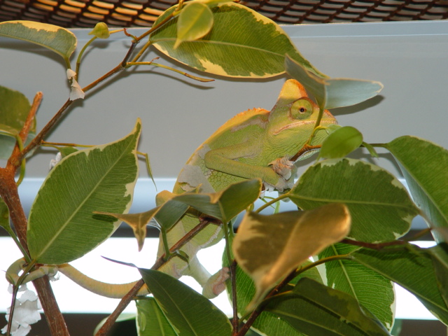 Male Calyptratus