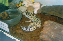 Leopard Gecko