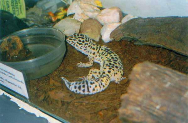 Leopard Gecko