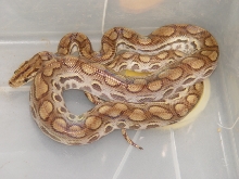 Epicrates Cenchria Assisi