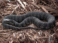 Nerodia faciata