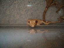 Reflection of a Crested