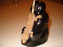 My 2nd Crested Gecko