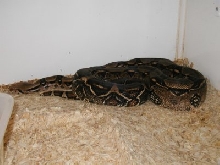 Rescue boa