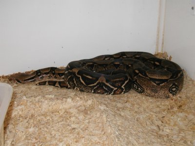 Rescue boa