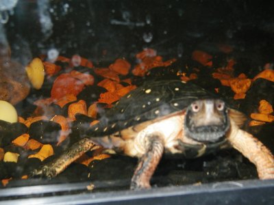 Charlie, Spotted Turtle