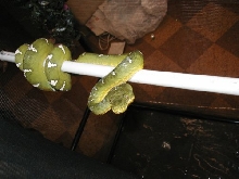 Emerald Tree Boa