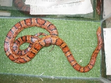 Female Oketee