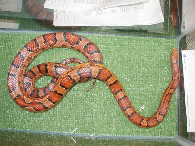 Female Oketee