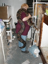 huge boa