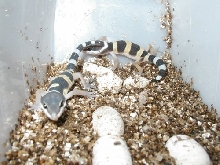 Leo Babies!